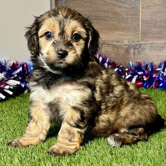 Paisley - Yorkipoo Female
