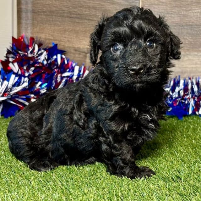 Packo - Yorkipoo Male