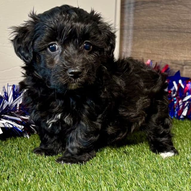 Phoebe - Yorkipoo Female