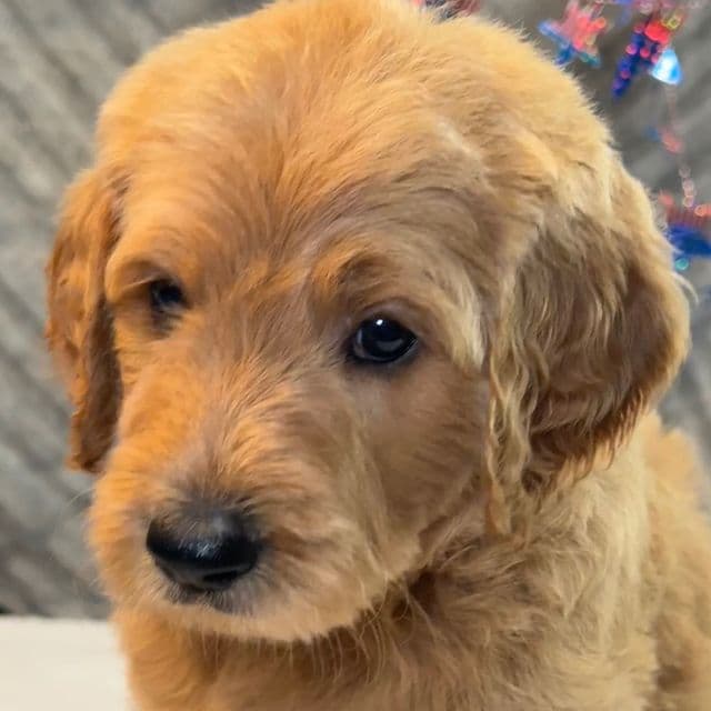Baxter - Goldendoodle Male