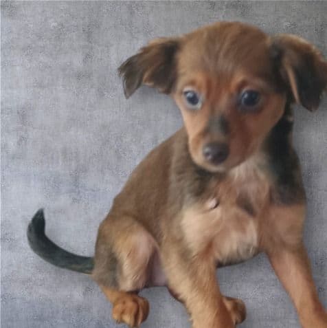 Angel - Chorkie Female