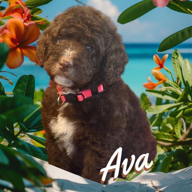Ava - Aussiedoodle Female