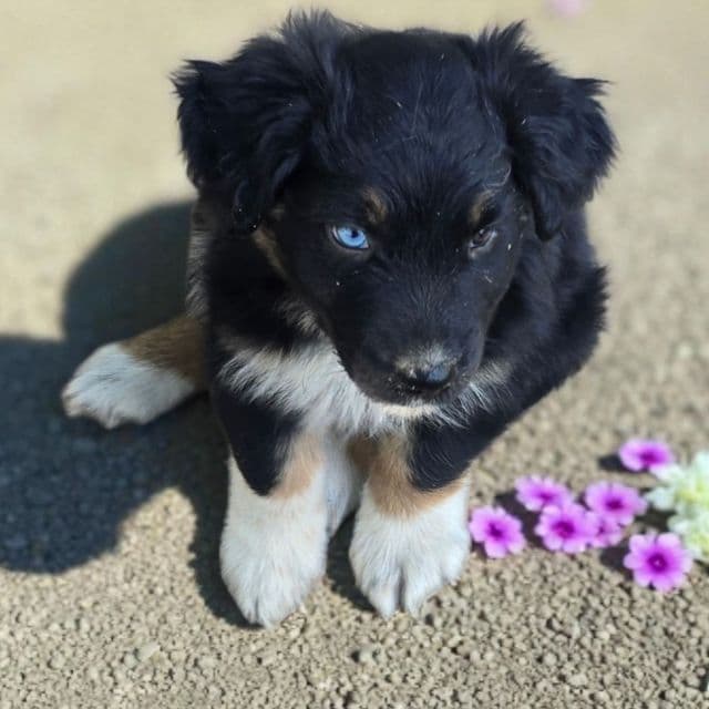 Hallie - Australian Shepherd Female