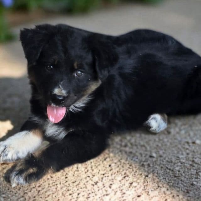 Haddie - Australian Shepherd Female