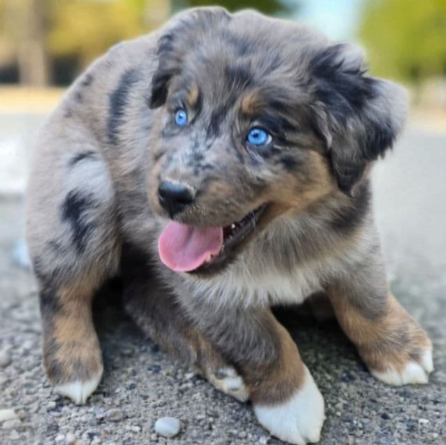 Harriet - Australian Shepherd Female