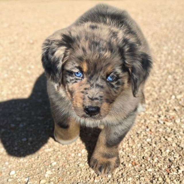 Hayes - Australian Shepherd Male