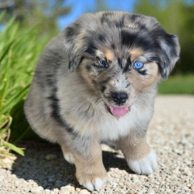 Henry - Australian Shepherd Male