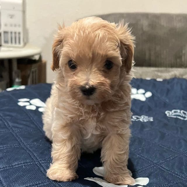Beck - Maltipoo Male