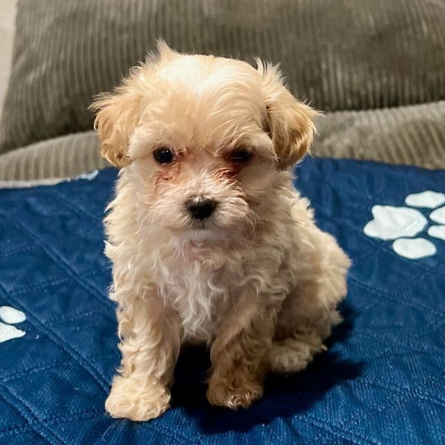 Snoop - Maltipoo Male