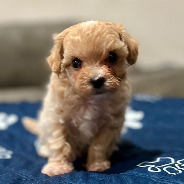 Eminem - Maltipoo Male
