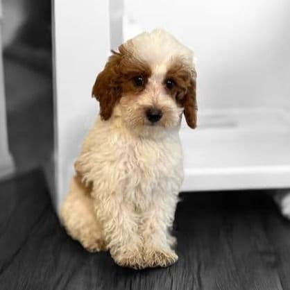 Connor - Goldendoodle Male