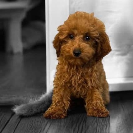 Percival - Toy Poodle Female