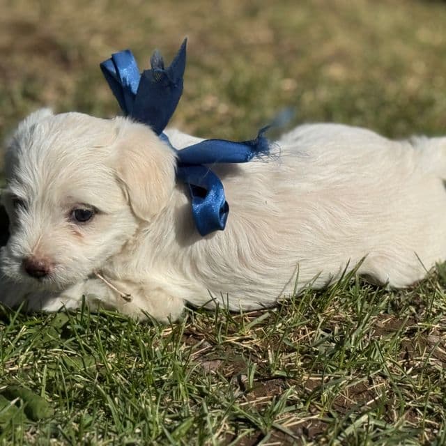 Boy 1 - Shih-Poo Male