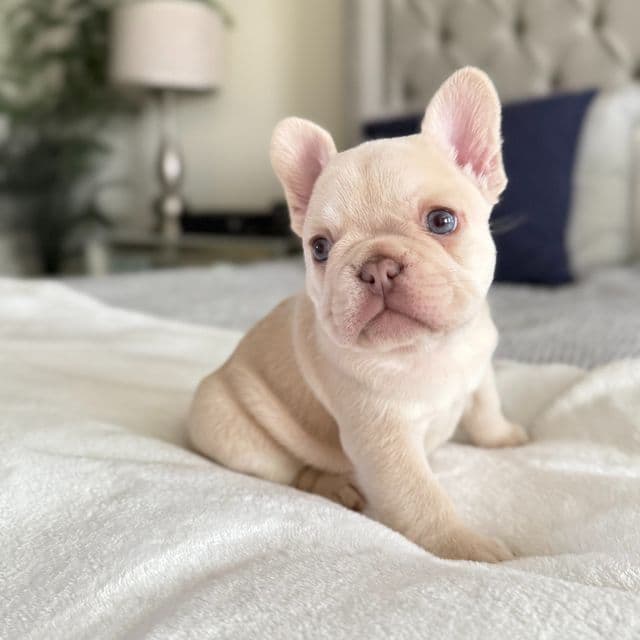 Tater - French Bulldog Female