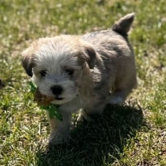 Male 2 - Shih-Poo Male
