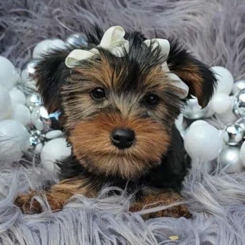 Lucy - Yorkshire Terrier Female