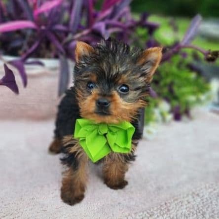 Teacup Tiny Teddy - Yorkshire Terrier Male