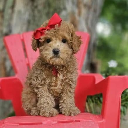 Savannah - Toy Poodle Female