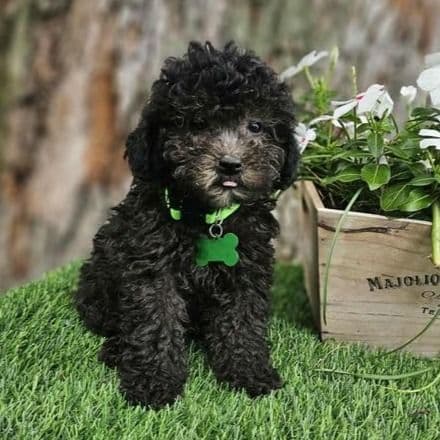 Bryson - Toy Poodle Male