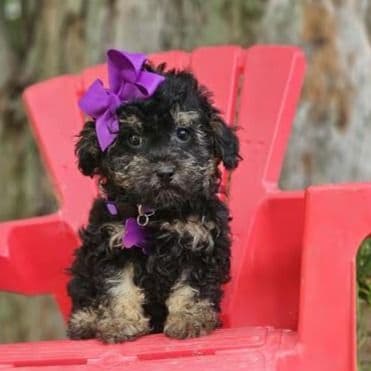 Mitsy - Toy Poodle Female