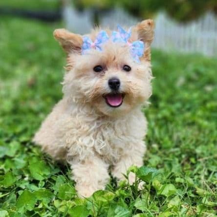 Pippy - Pomapoo Female