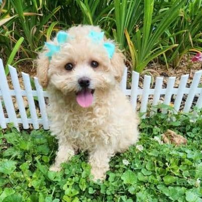 Pixie - Pomapoo Female