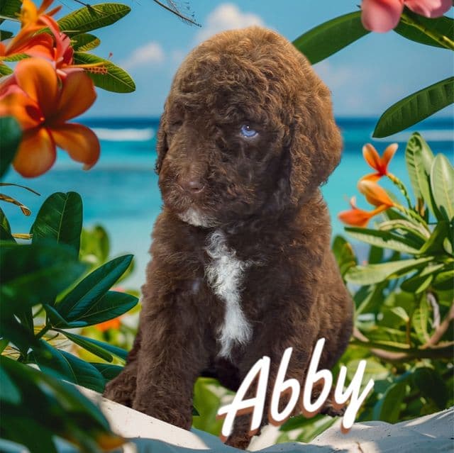 Abby - Aussiedoodle Female