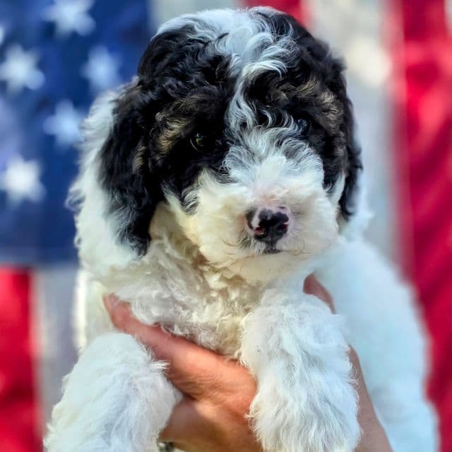Ziggy - mini portidoodle  - Portidoodle Male