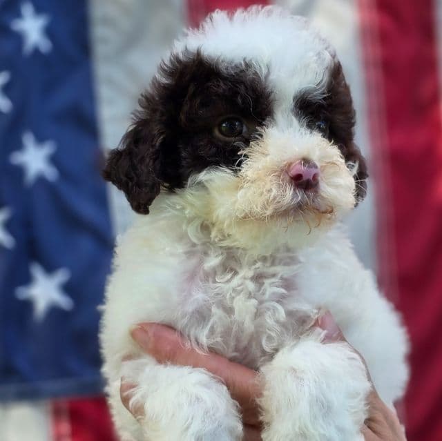 Bruno- mini portidoodle  - Portidoodle Male