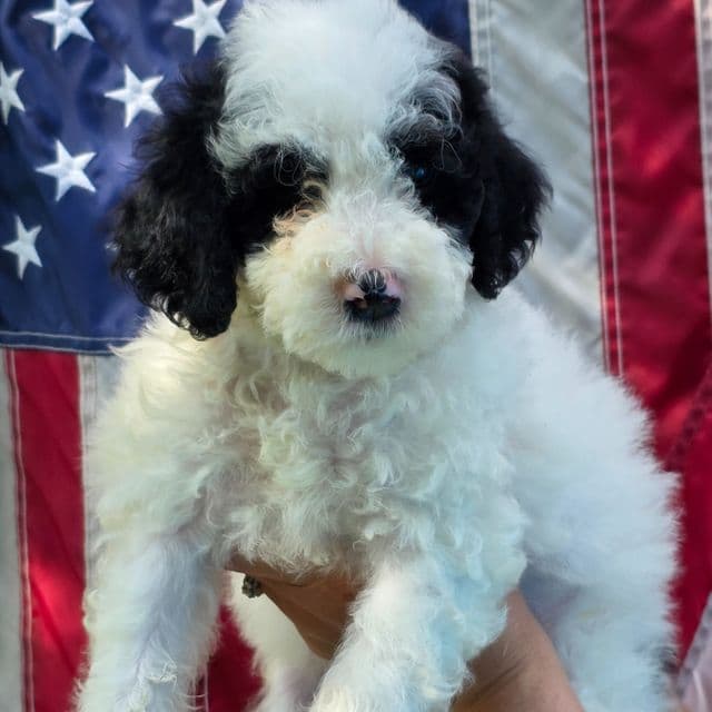 Bruce- mini portidoodle  - Portidoodle Male