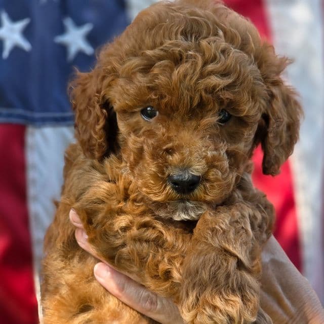 Calvin- mini - Goldendoodle Male