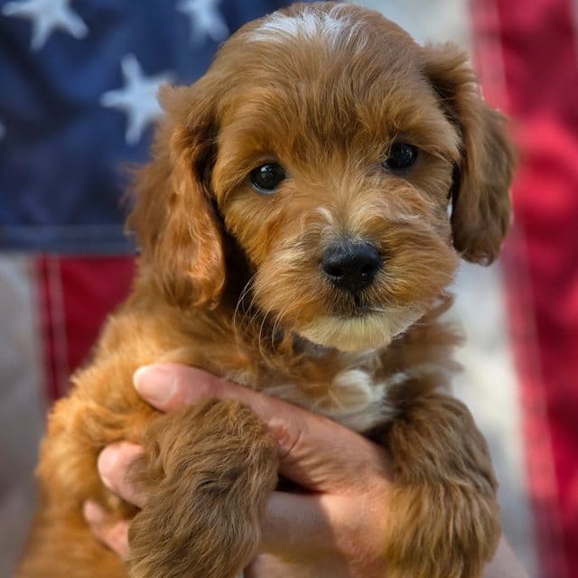 Carter- mini - Goldendoodle Male