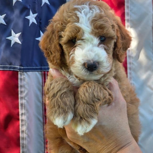Snickers  - Goldendoodle Male