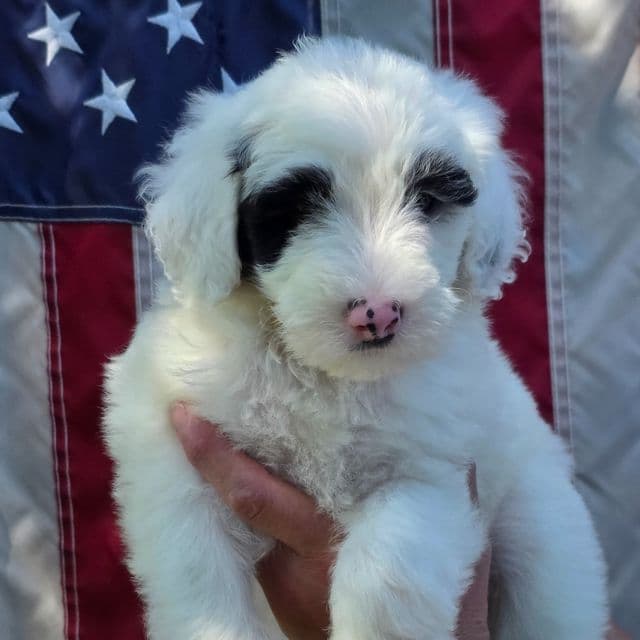 Otto- mini - Sheepadoodle Male