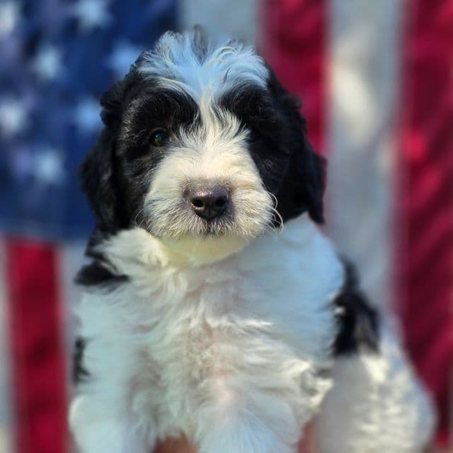 Oreo- mini - Sheepadoodle Male
