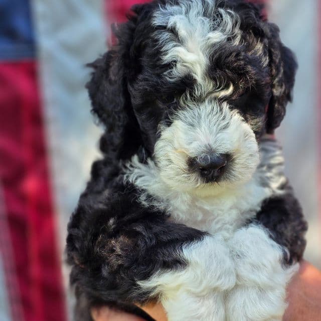 Ollie- mini - Sheepadoodle Male