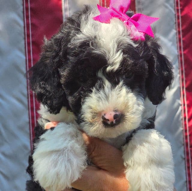 Tasha- mini - Sheepadoodle Female