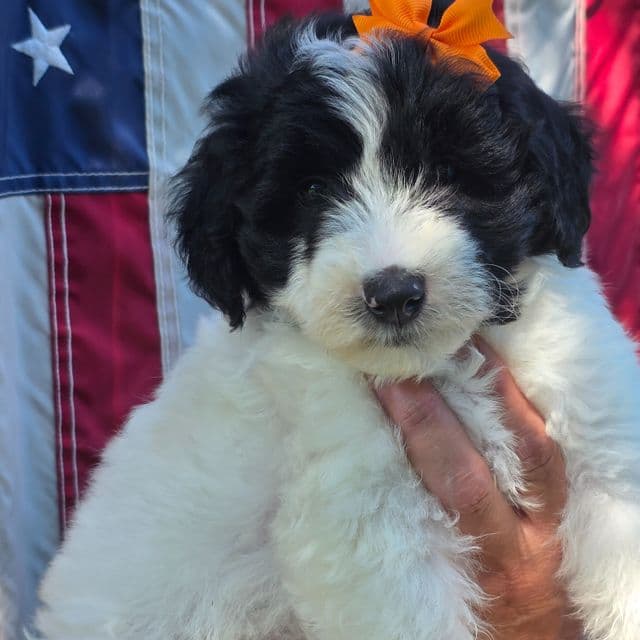 Tori- mini - Sheepadoodle Female