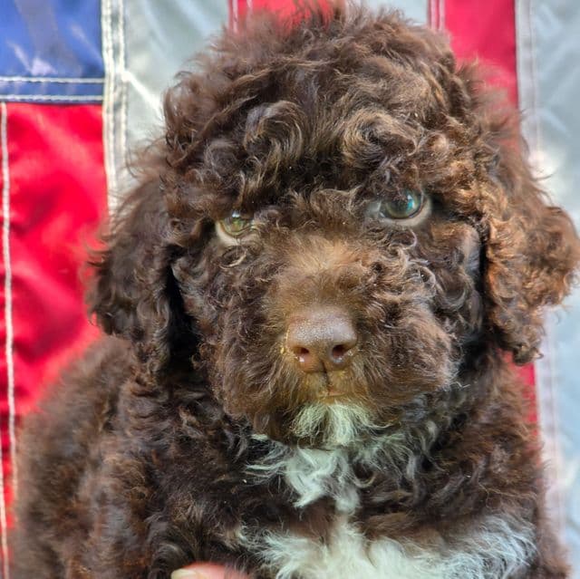 Hershey- mini portidoodle - Portidoodle Male