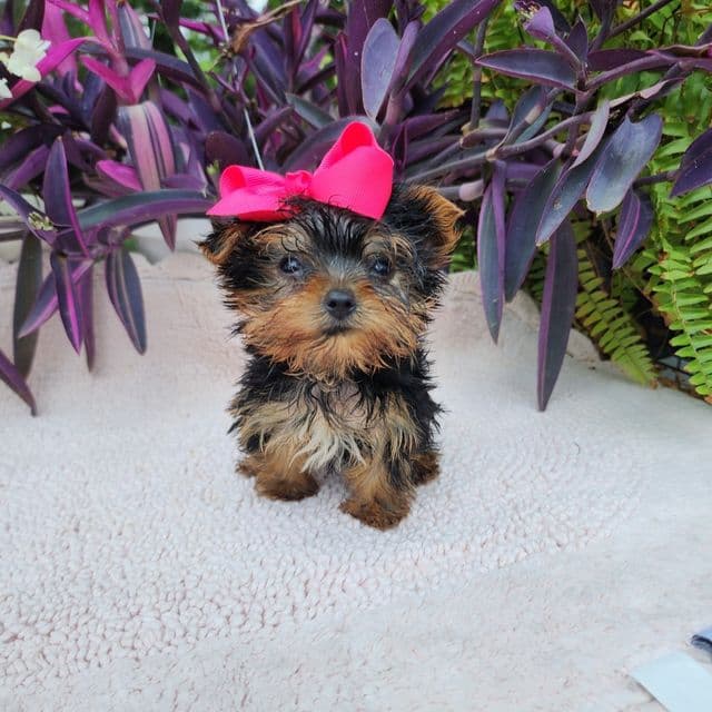 Tiny Teacup Pebbles - Yorkshire Terrier Female