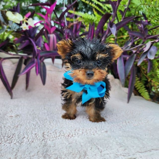 Tiny Teacup Timmy - Yorkshire Terrier Male