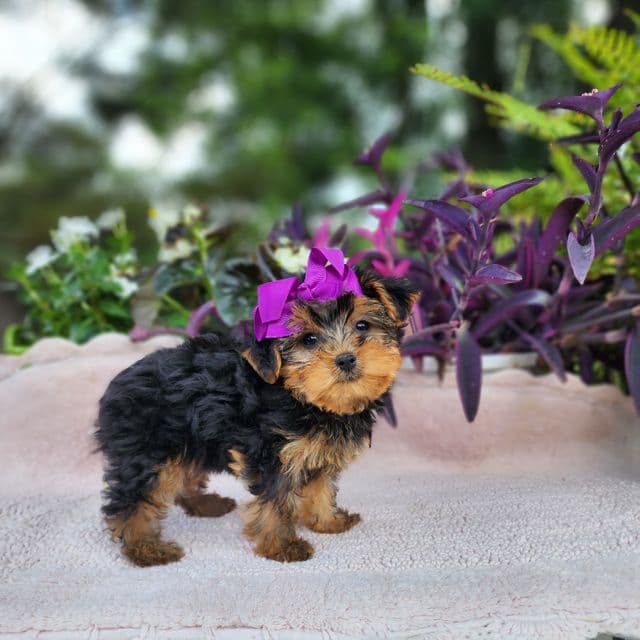 Mia - Yorkshire Terrier Female