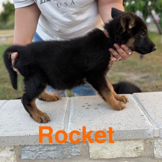 Rocket - German Shepherd Dog Male