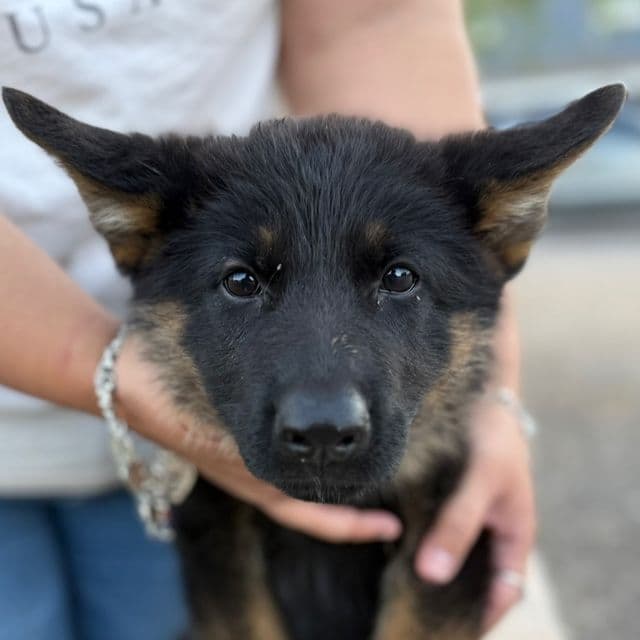 Rocket - German Shepherd Dog Male