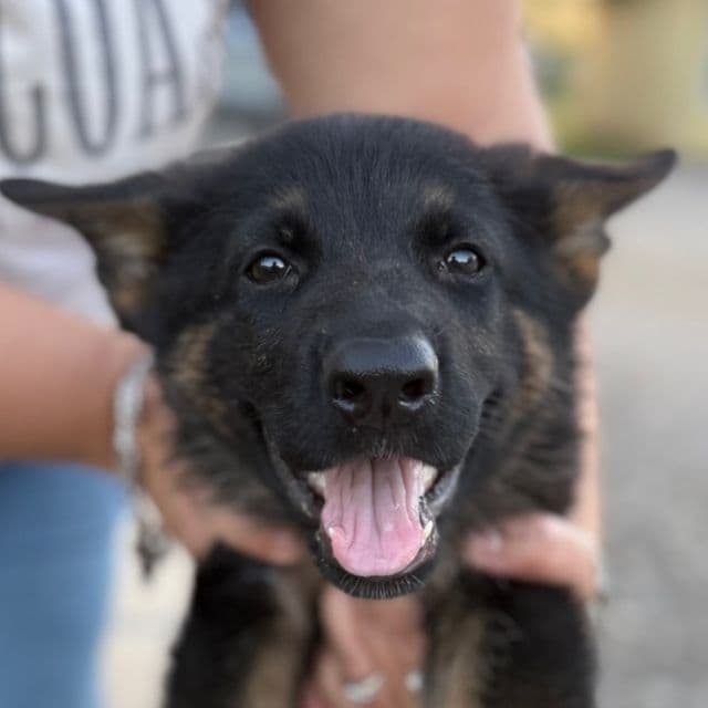 Moss - German Shepherd Dog Male