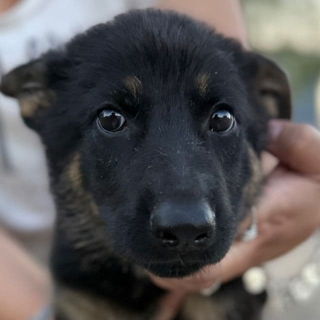 Cleo - German Shepherd Dog Female