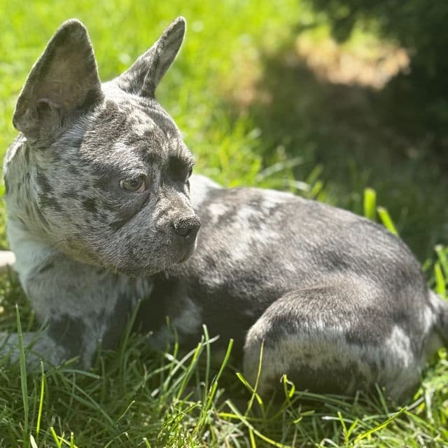 Fanci - French Bulldog Female