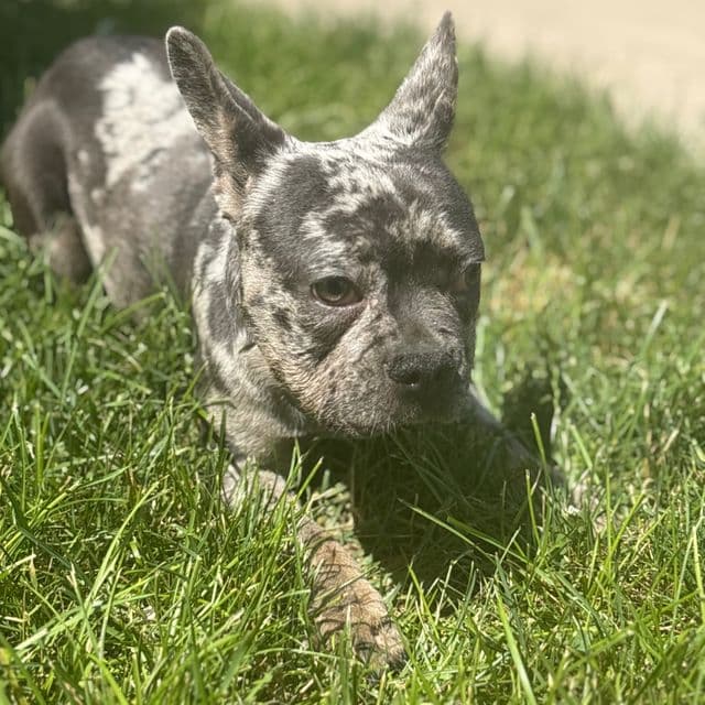 Fanci - French Bulldog Female