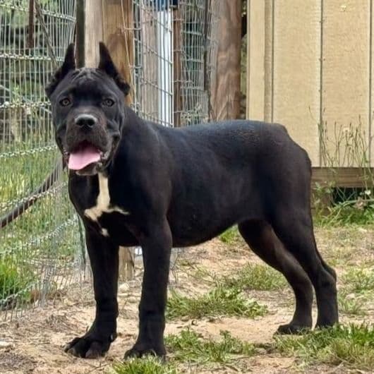Green Collar - Cane Corso Female