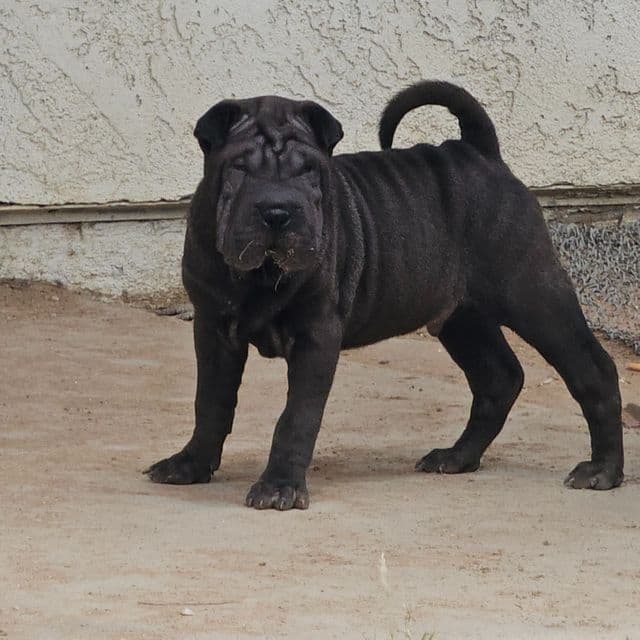 Bruno - Miniature Shar-Pei Male